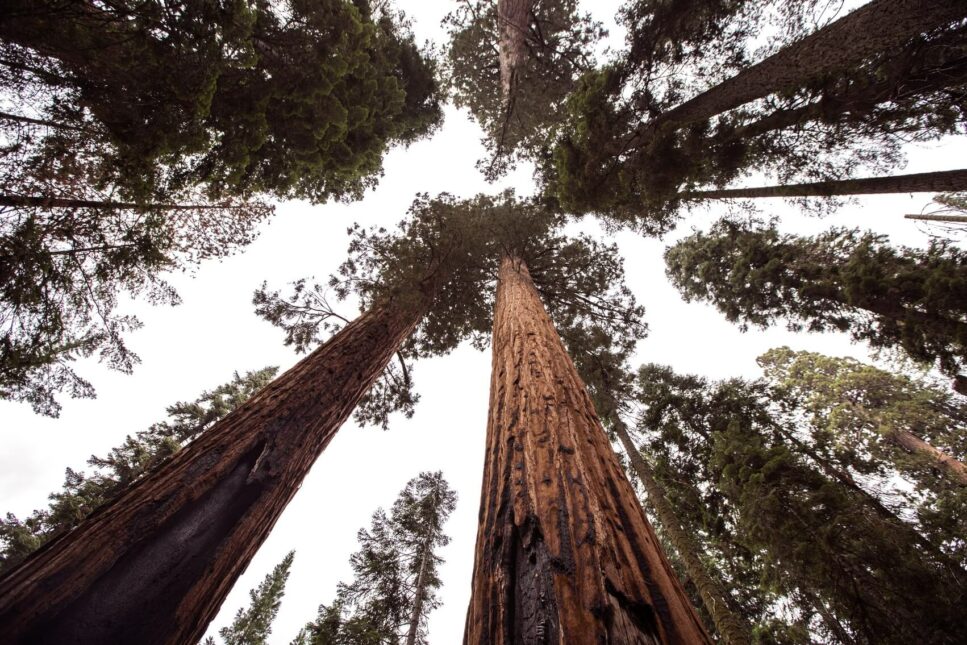 Sequoia trees.