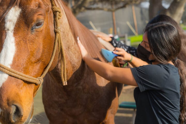 Camper brushing a horse.