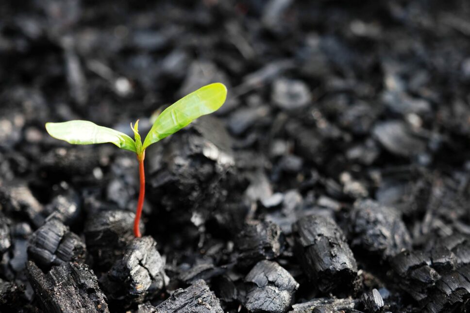 Plant growing out of ashes.