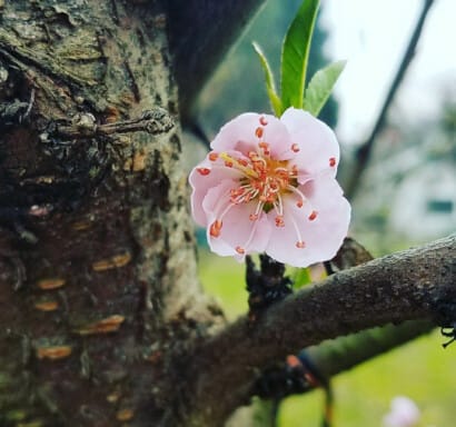 Flower on a tree.