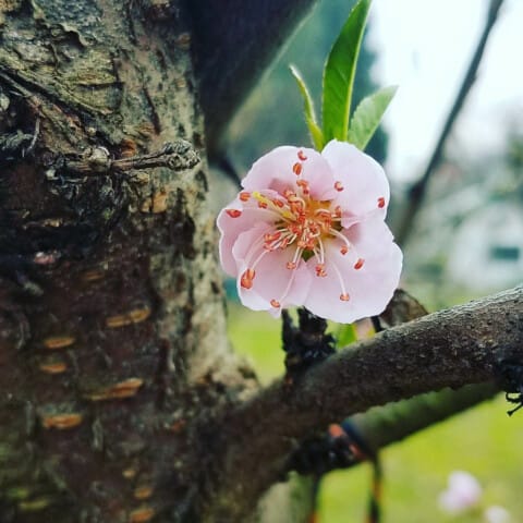 Flower on a tree.