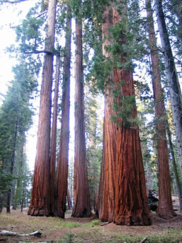 Cluster of Sequoia trees.