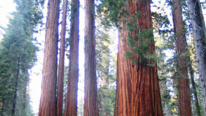 Cluster of Sequoia trees.