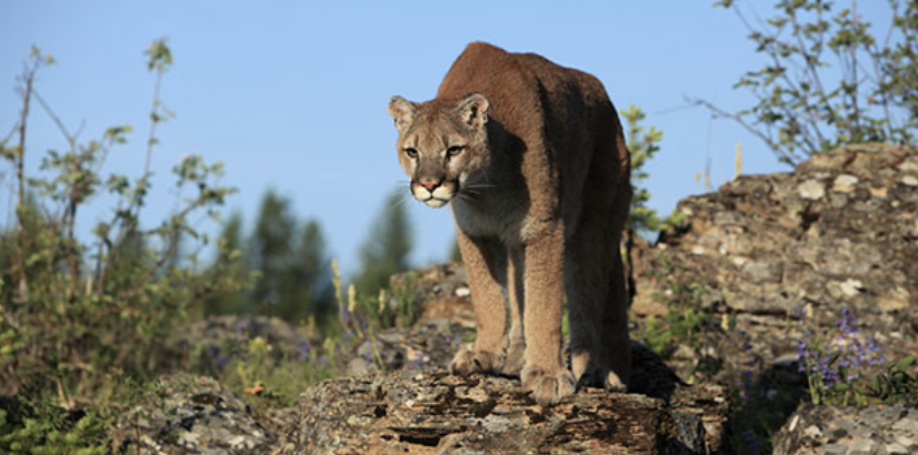 mountain lions in central California valley 