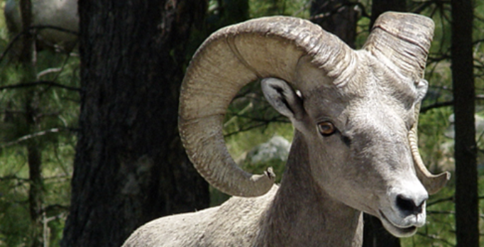 bighorn sheep in southern California mountain ranges