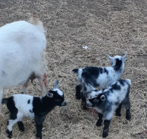 Baby goats.