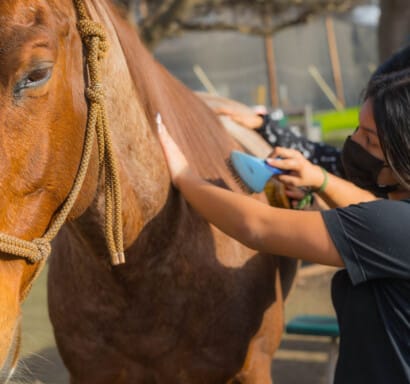 Camper brushing a horse.