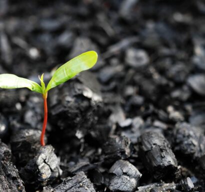 Plant growing out of ashes.