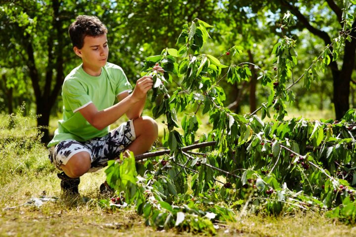 Camper collecting leaves.