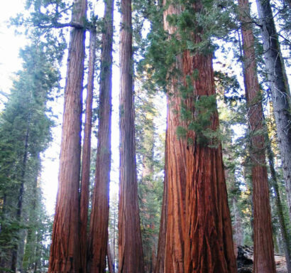 Cluster of Sequoia trees.