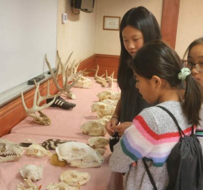Campers looking at animal skulls.